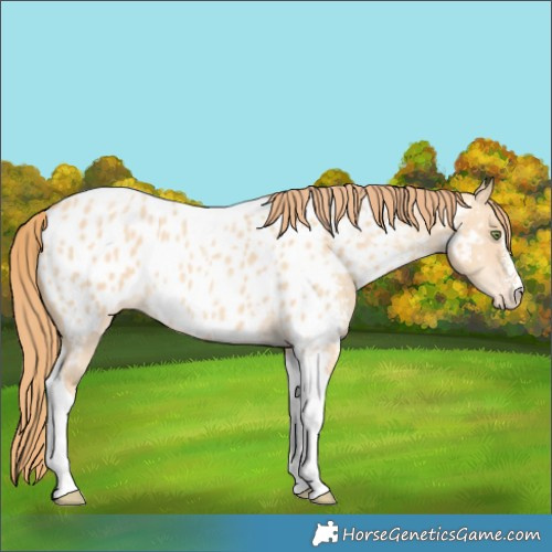 Horse Color:Gold Champagne Dun Sabino Tobiano Appaloosa
