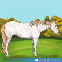 Horse Color:Gold Champagne Dun Sabino Tobiano Near Leopard 