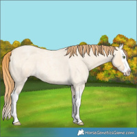 Horse Color:Gold Champagne Roan Dun Splash 