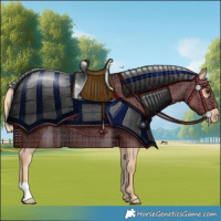 Horse Color:Chestnut Appaloosa