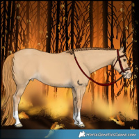 Horse Color:Red Dun Appaloosa 