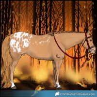 Horse Color:Chestnut Appaloosa