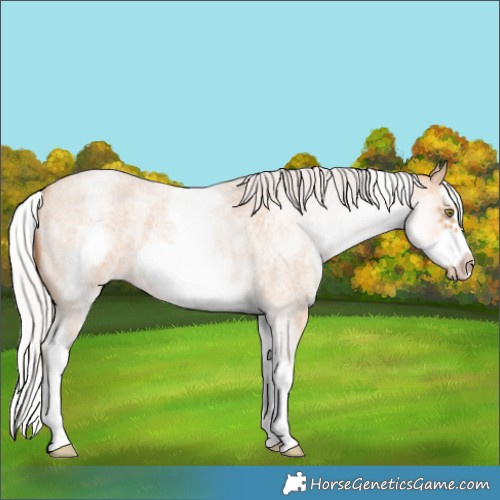 Horse Color:White Spotted Silver Amber Champagne Roan Splash Frame Rabicano