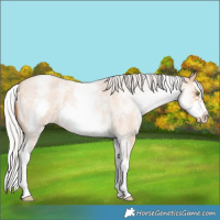 Horse Color:White Spotted Silver Amber Champagne Roan Splash Frame Rabicano 