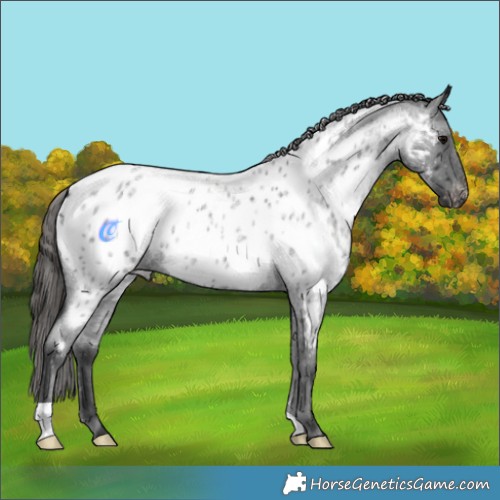 Horse Color:Blue Roan Appaloosa 
