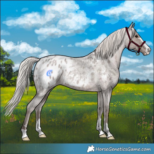 Horse Color:Silver Blue Roan Appaloosa 