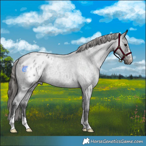 Horse Color:Blue Roan Appaloosa 