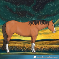 Horse Color:Bay Splash Frame