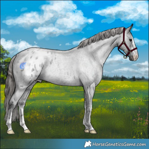 Horse Color:White Spotted Blue Roan Appaloosa Rabicano 
