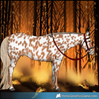 Horse Color:Chestnut Appaloosa