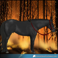Horse Color:Gray Black 