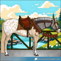 Horse Color:Red Dun Appaloosa