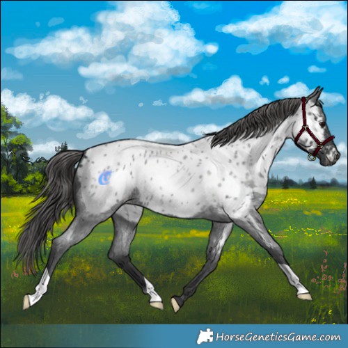Horse Color:Blue Roan Appaloosa 