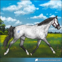 Horse Color:Blue Roan Appaloosa 