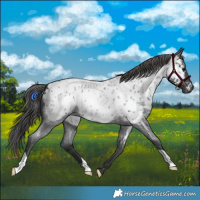 Horse Color:Blue Roan Appaloosa