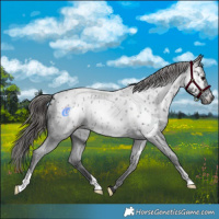 Horse Color:Blue Roan Near Leopard 