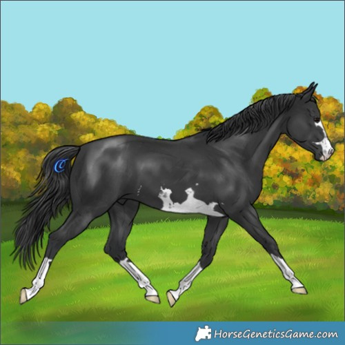 Horse Color:Black 