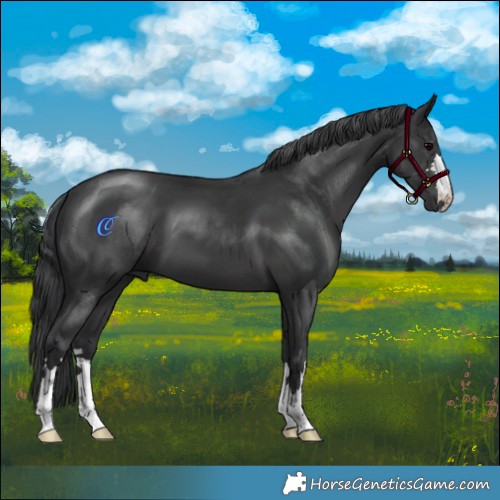 Horse Color:Black 