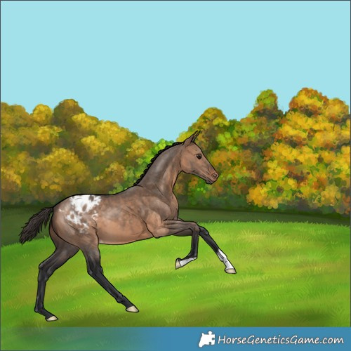 Horse Color:Brown Dun Appaloosa 