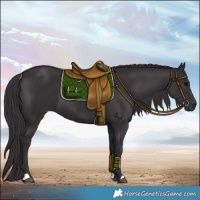 Horse Color:Smoky Black 