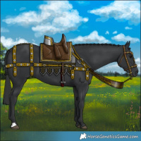 Horse Color:Black 