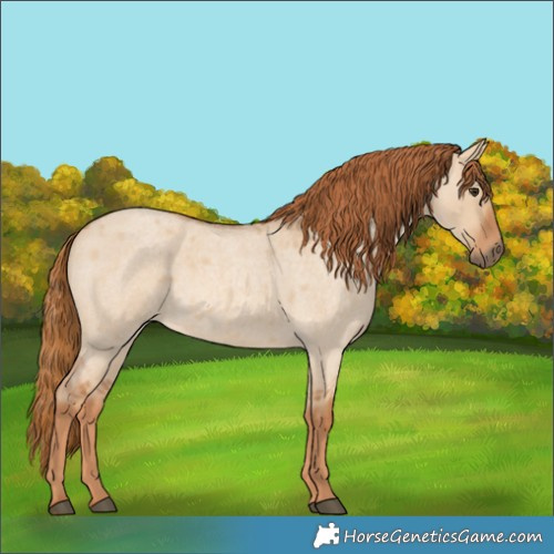 Horse Color:Red Dun Roan 