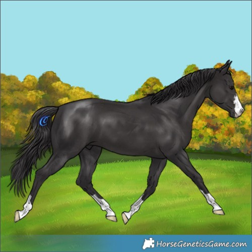 Horse Color:Smoky Black 