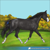 Horse Color:Smoky Black 