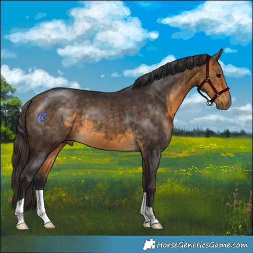 Horse Color:Buckskin 