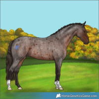 Horse Color:Liver Red Roan 
