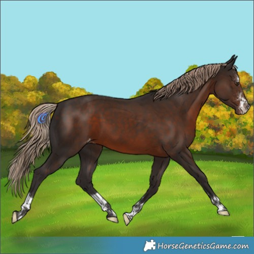 Horse Color:Liver Chestnut Appaloosa 