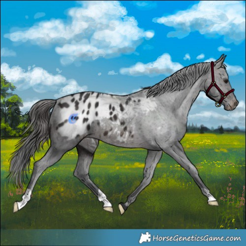Horse Color:Brown Appaloosa 