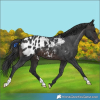 Horse Color:Brown Appaloosa