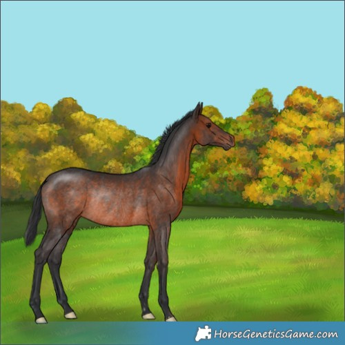 Horse Color:Brown Rabicano 