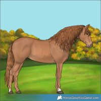 Horse Color:Chestnut 