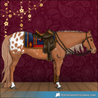 Horse Color:Chestnut Appaloosa 