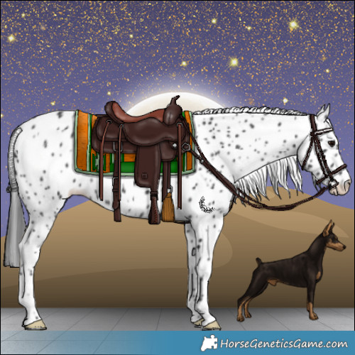 Horse Color:Black Appaloosa 