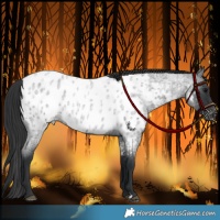 Horse Color:Blue Roan Appaloosa 