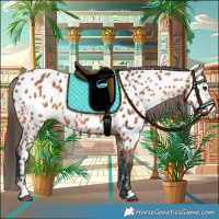 Horse Color:Bay Appaloosa