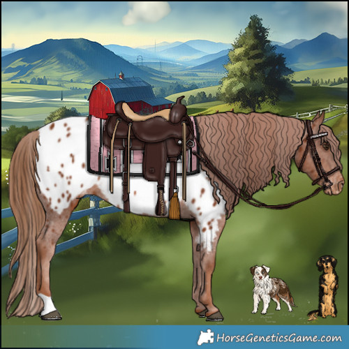 Horse Color:Chestnut Appaloosa