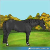Horse Color:Black 