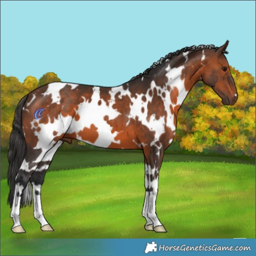 Horse Color:White Spotted Brown 