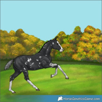 Horse Color:White Spotted Black Splash 