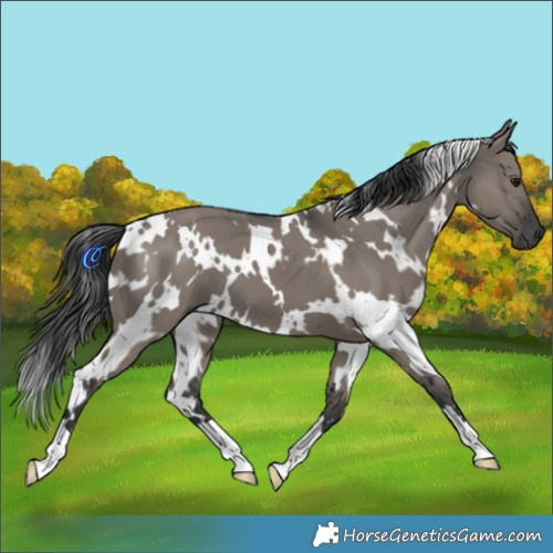 Horse Color:White Spotted Grullo 