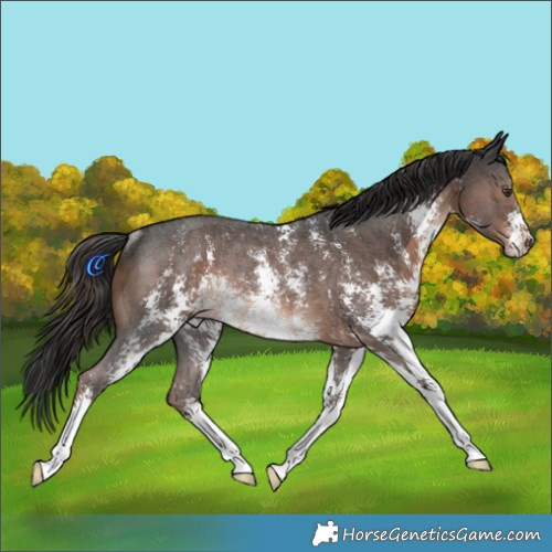 Horse Color:Liver Chestnut Sabino Rabicano 