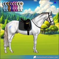 Horse Color:Gray Liver Red Dun Sabino Tobiano Rabicano and Gray Liver Red Dun Sabino Tobiano Rabicano