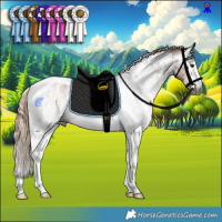 Horse Color:Gray Liver Red Dun Sabino Tobiano Rabicano and Gray Liver Red Dun Sabino Tobiano Rabicano