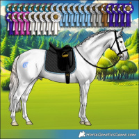 Horse Color:Gray Liver Red Dun Sabino Tobiano Rabicano  and Gray Liver Red Dun Sabino Tobiano Rabicano 