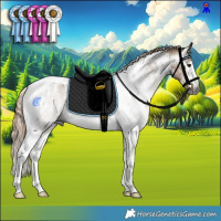 Horse Color:Gray Liver Red Dun Sabino Tobiano Rabicano and Gray Liver Red Dun Sabino Tobiano Rabicano