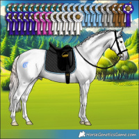 Horse Color:Gray Liver Red Dun Sabino Tobiano Rabicano  and Gray Liver Red Dun Sabino Tobiano Rabicano 